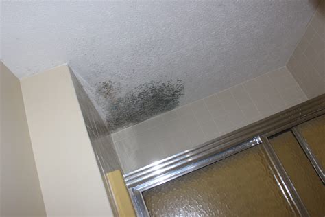 Mold Damage Insurance Claims United Claims Specialists