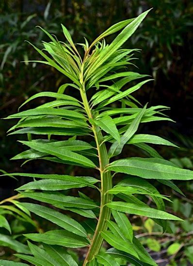 Japanese Fantail Willow Salix Udensis Sekka Flower Arrangement