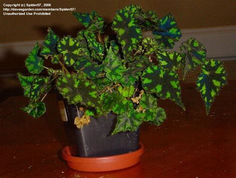 Tropicals And Tender Perennials How To Propagate Begonia Butterfly 1 By