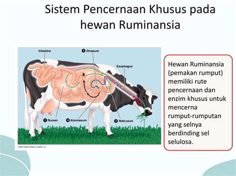 Adaptasi Hewan Pptx Materi Kelas 6 Sekolah Dasar PPT