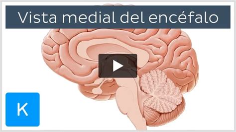 Tercer ventrículo Anatomía estructura y función Kenhub