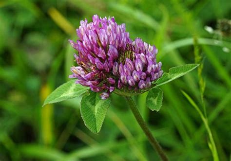 Trifolium Pratense Wiesen Klee