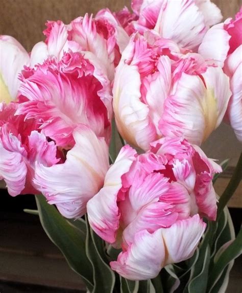 Tulip Silver Parrot Parrot Tulips Tulips Flower Bulb Index Bulb Flowers Tulips Flowers