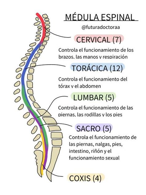 COLUMNA VERTEBRAL Camila Silva UDocz