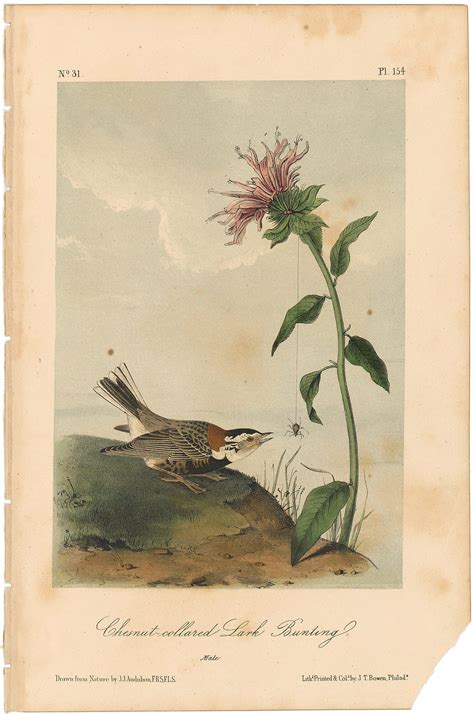 Audubon Nd Ed Octavo Pl Chestnut Collared Lark Bunting Nd