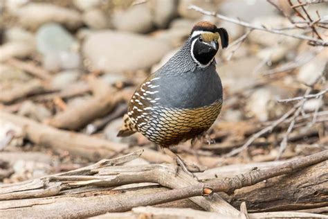 California Quail