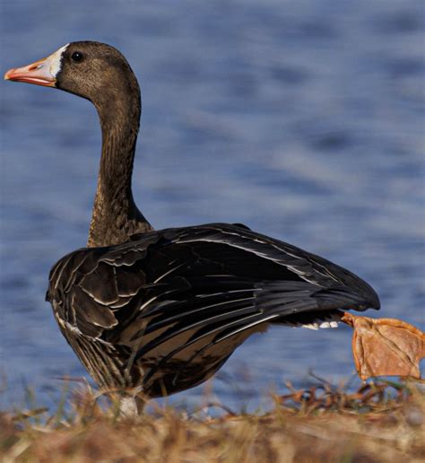 North Carolina Rare Bird Alert A White Fronted Goose In Wilmington Nc