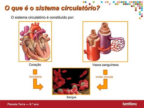 Sistema Cardiorrespirat Rio Ppt