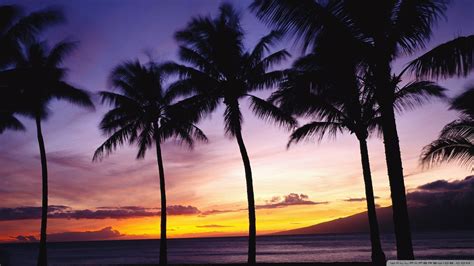 Purple Palm Tree Wallpapers Top Free Purple Palm Tree Backgrounds