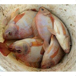 Red Tilapia Fish Seed At Best Price In Pune Malhar Fish Enterprises