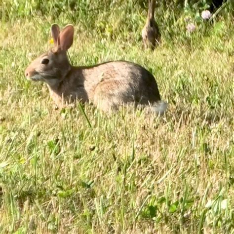 What do wild rabbits eat a guide to the natural wild rabbit diet – Artofit