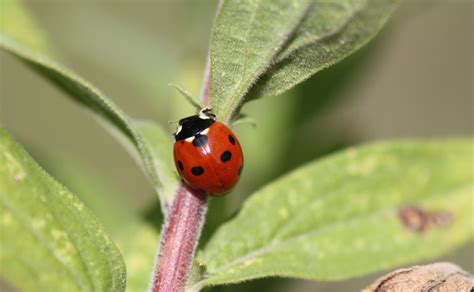 Seven Spotted Lady Beetle Project Noah