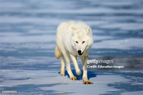 Greenland Wolf Photos and Premium High Res Pictures - Getty Images