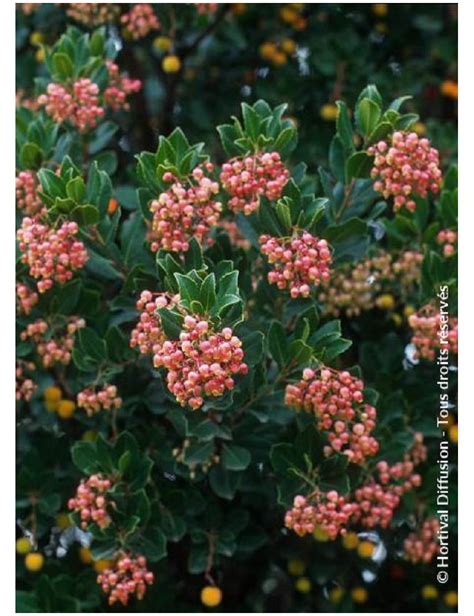 Arbutus Unedo Rubra Arbousier Arbre Aux Fraises