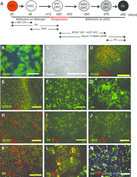 Generation Of Oligodendrocytes From Human Pscs A Diagram Of The