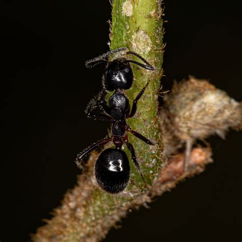 Ant Invasion In St Louis Identifying And Dealing With Common Ant Species Ant Prevention Tips