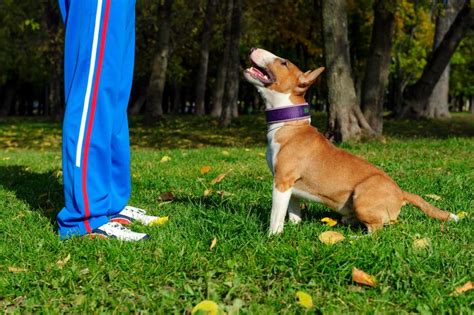 Como Ensinar O Cachorro A Dar A Pata