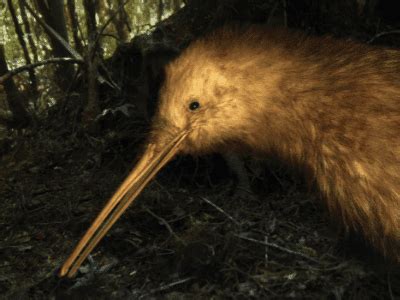 Kiwi Bird Habitat - All You Need to Know!