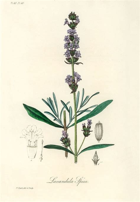 Lavender Lavandula Ipica Illustration From Medical Botany 1836 By