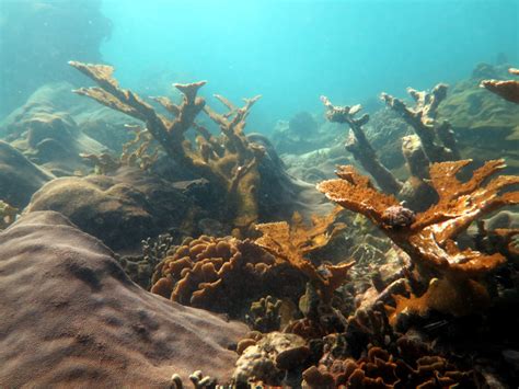 Arrecifes De Coral Uno De Los Ecosistemas M S Amenazados Red Prensa