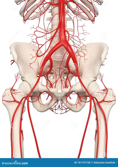 The Hip Arteries Royalty-Free Illustration | CartoonDealer.com #101197728