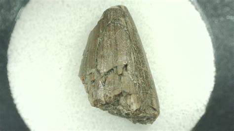 cretaceous mahajangasuchus crocodilyform tooth 24 for sale