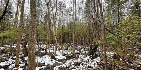 Township Of South Glengarry To Donate 115 Acres Of Forests To Raisin