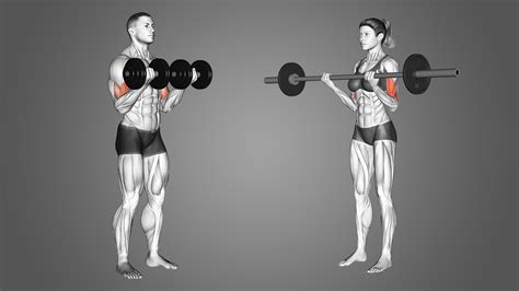 Barbell Curls vs Dumbbell Curls: 5 Big Differences Explained - Inspire US