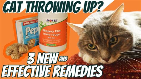 Cat Throwing Up? 3 Fast Acting Home Remedies – HousePetsCare.com