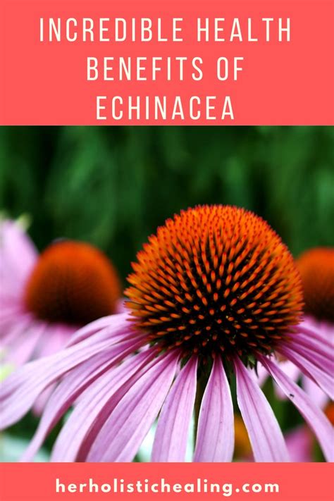 Incredible Health Benefits Of Echinacea Echinacea Benefits Echinacea