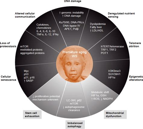 WS And Its Relation To The 10 Hallmarks Of Aging WS Can Be Related To