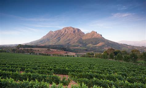 Best Stellenbosch Wine Tasting Tours Ingwe Africa Safaris