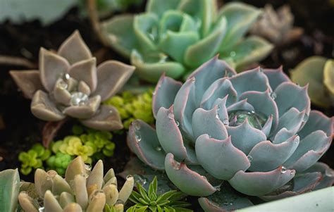 Everything You Need to Know About Watering Succulents | Plantum