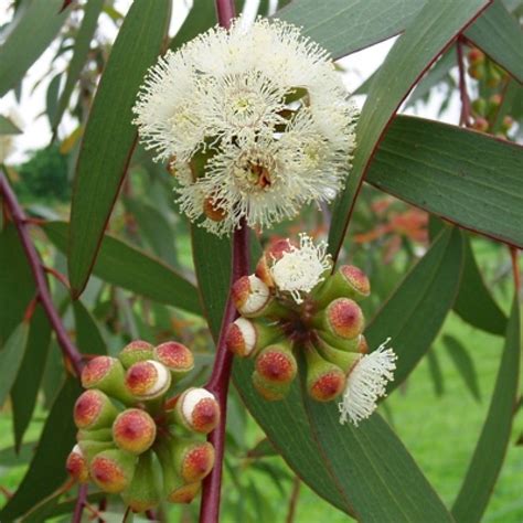 Buy Nilgiri, Neelgiri Plant (Eucalyptus) online at cheap price on ...