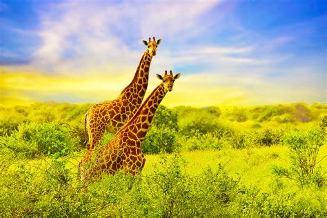 world giraffe day celebrate  worlds tallest animal
