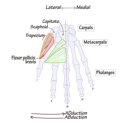 Gross Anatomy Glossary: Hand - Thenar & Adductor | ditki medical ...
