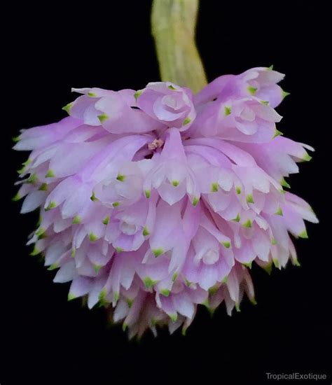 Dendrobium Purpureum