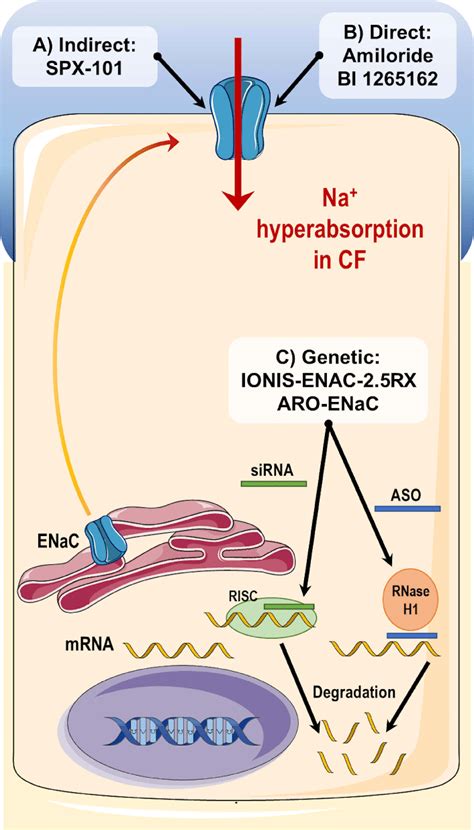 Summary Of Different Strategies To Inhibit ENaC A Indirect