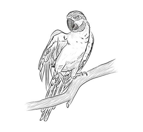 How To Draw A Macaw Parrot Step By Step Drawing Lesson