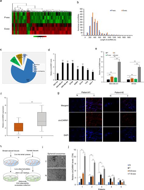 Circrna Profile Of The Exosomes From Bcsc A The Cluster Heatmap Showed