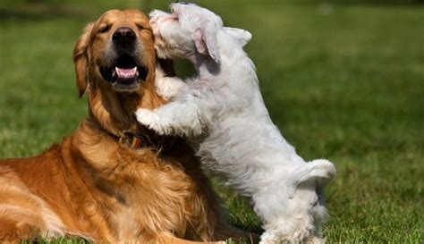 Mira Como Educar A Un Perro Hiperactivo En 5 Pasos 2024