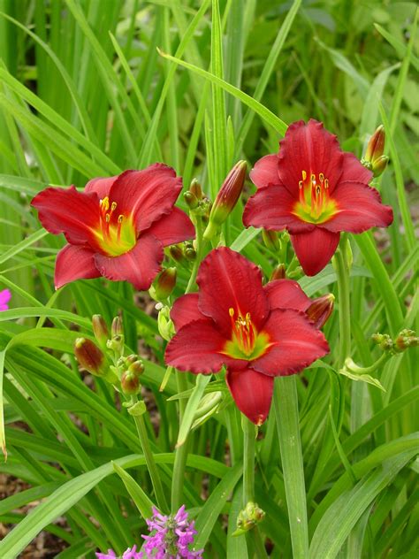 Pardon Me Daylily Pahls Market Apple Valley Mn