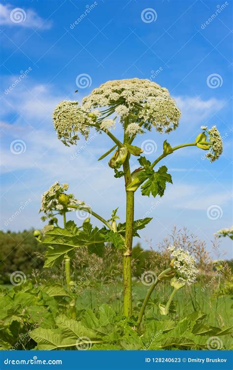 Mala Hierba Gigante Floreciente Venenosa Hogweed Imagen De Archivo