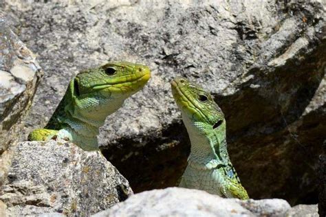 A la recherche du lézard ocellé Parc national des Cévennes