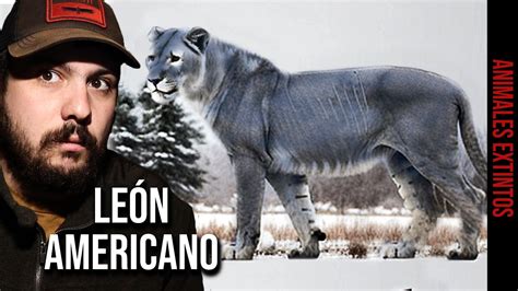 El Felino M S Grande Que Existi Sobre La Tierra Le N Americano Youtube