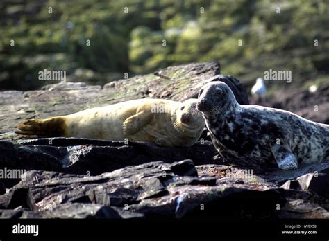 Grey Seals on the Farne Islands, Northumberland Stock Photo - Alamy