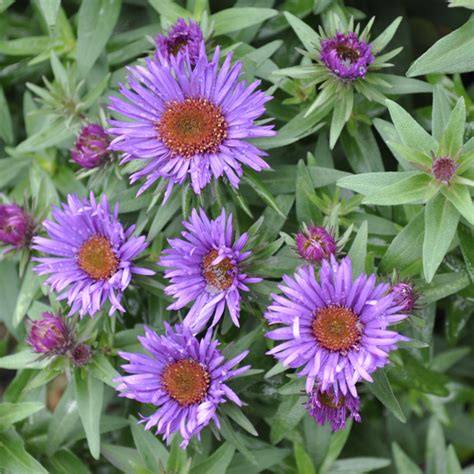 All You Need To Know About Asters For Autumn Claire Austin