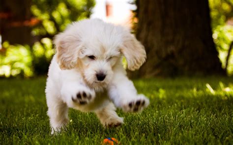 10 Top Dog Desktop Backgrounds Free FULL HD 1920×1080 For PC Desktop 2021