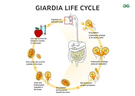 Giardia Life Cycle Stages And Diagram Geeksforgeeks