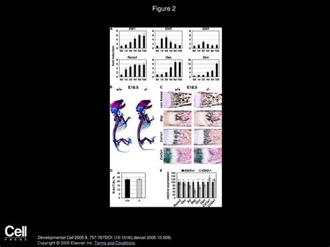 Ebf2 Regulates Osteoblast Dependent Differentiation Of Osteoclasts